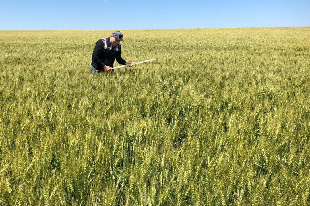 Wheat Prices Soar on Ukraine Fears, but US Growers Can’t Cash in