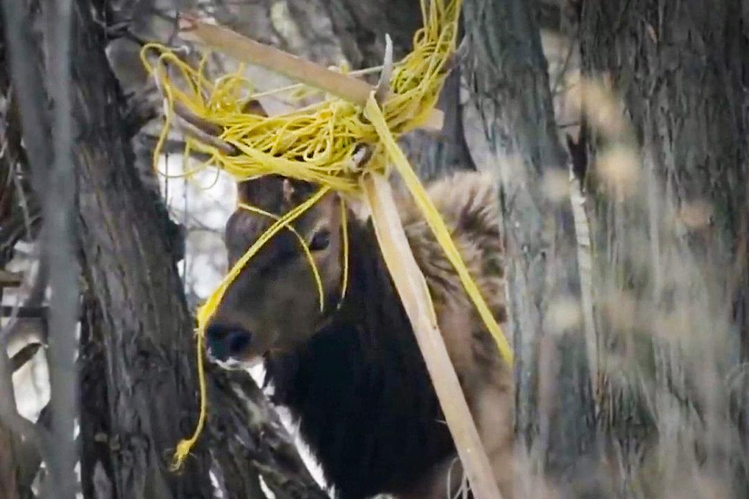 600-Pound Bull Elk’s Antlers Tangled in Rope, Tree Branches—Till Rescuers Arrive With Tranquilizer Gun