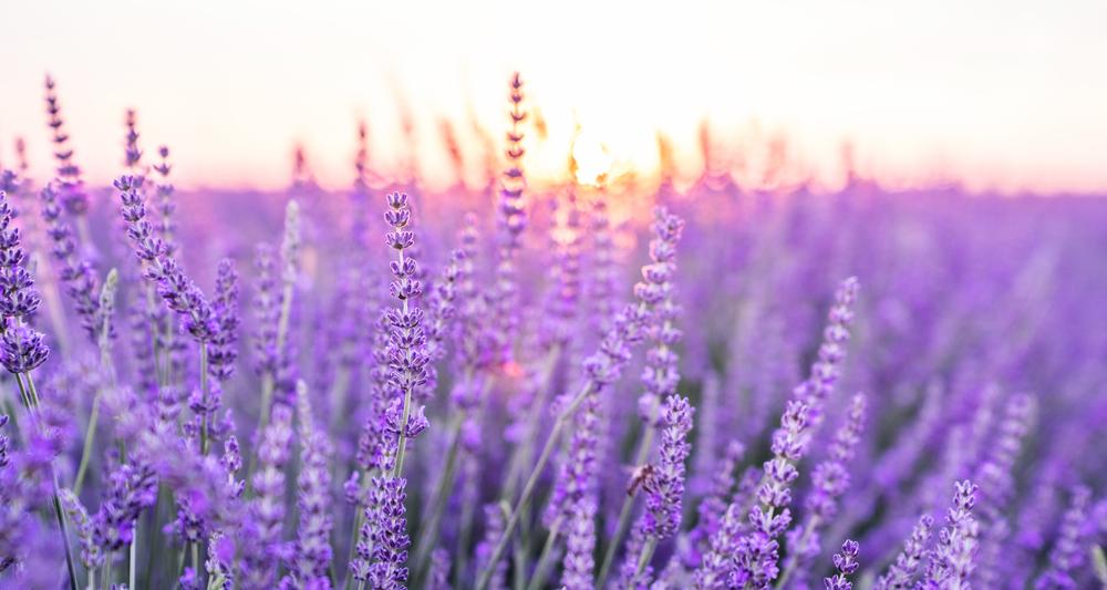 Lavender Farm in California Offers Labyrinth and You-Pick Experience