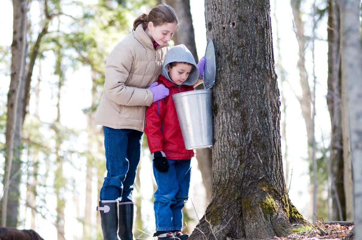 It’s Maple Syrup Season! How to Tap and Boil Your Own