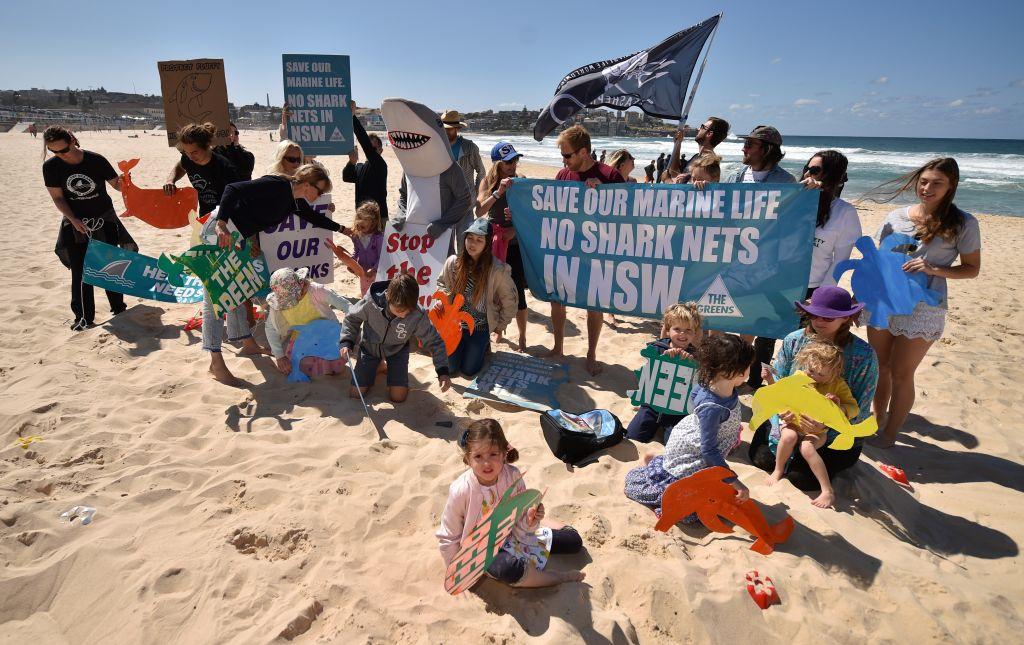Australian Greens Party Push to Phase Out Shark Nets