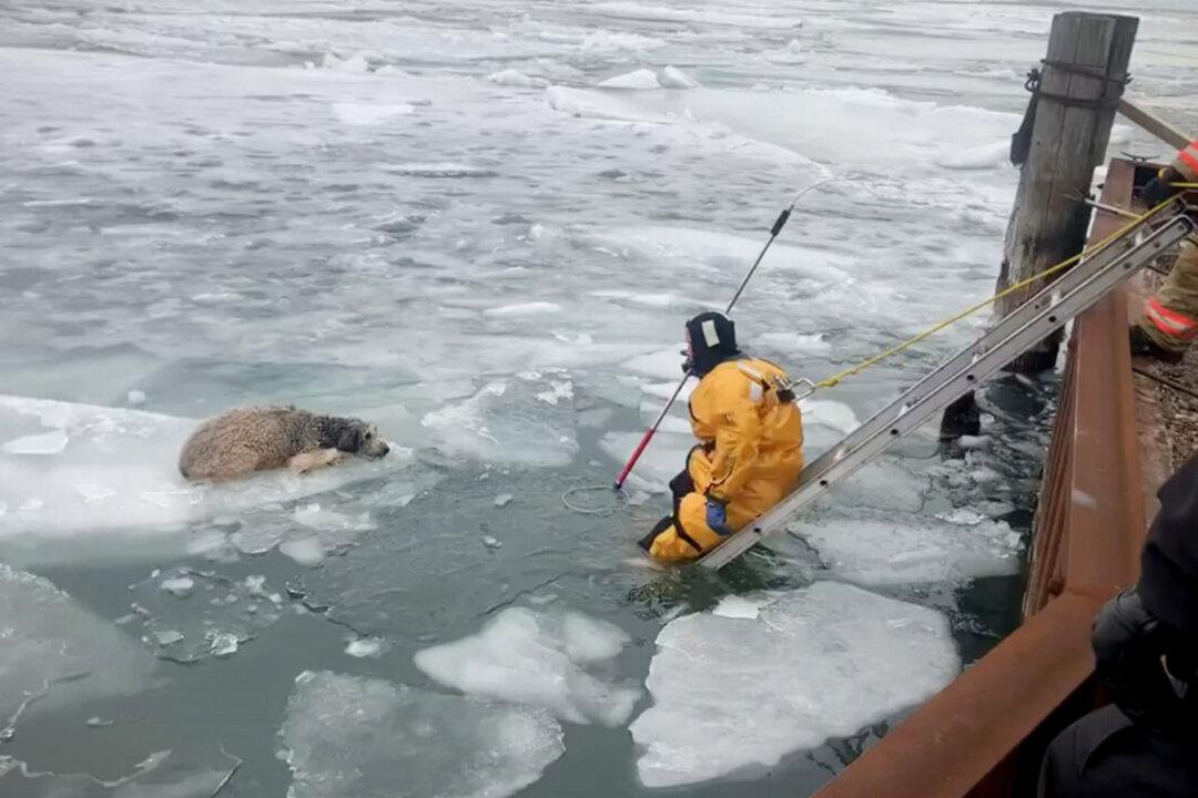 Runaway Dog Gets Stranded on Ice Floe in Detroit River, but Wyandotte Fire Department Saves the Day