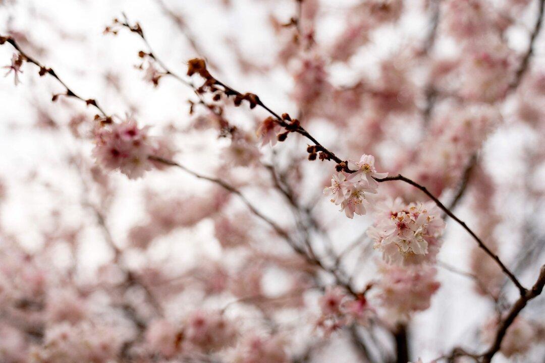 DC Cherry Blossom Officials Eye Weekend Cold Weather