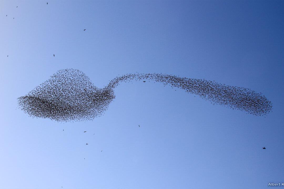 Amazing Flock of Starlings Morph Into Giant Teaspoon of Sugar in the Sky—And the Photos Are Unreal