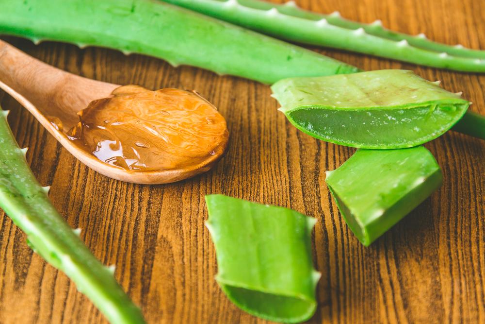 Aloe Vera, a Primer
