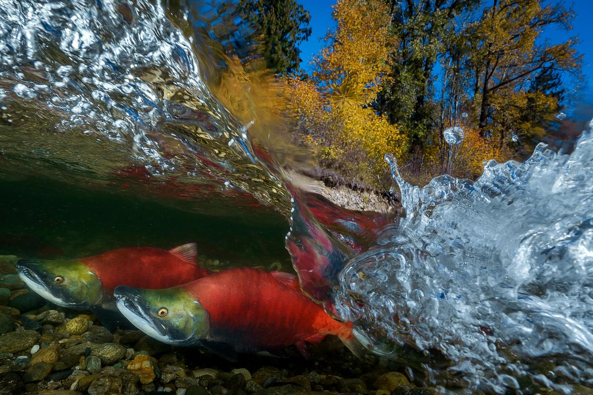 (Courtesy of <a href="https://www.instagram.com/ace_wu_underwater_photography/">Wu Yung-sen</a>)