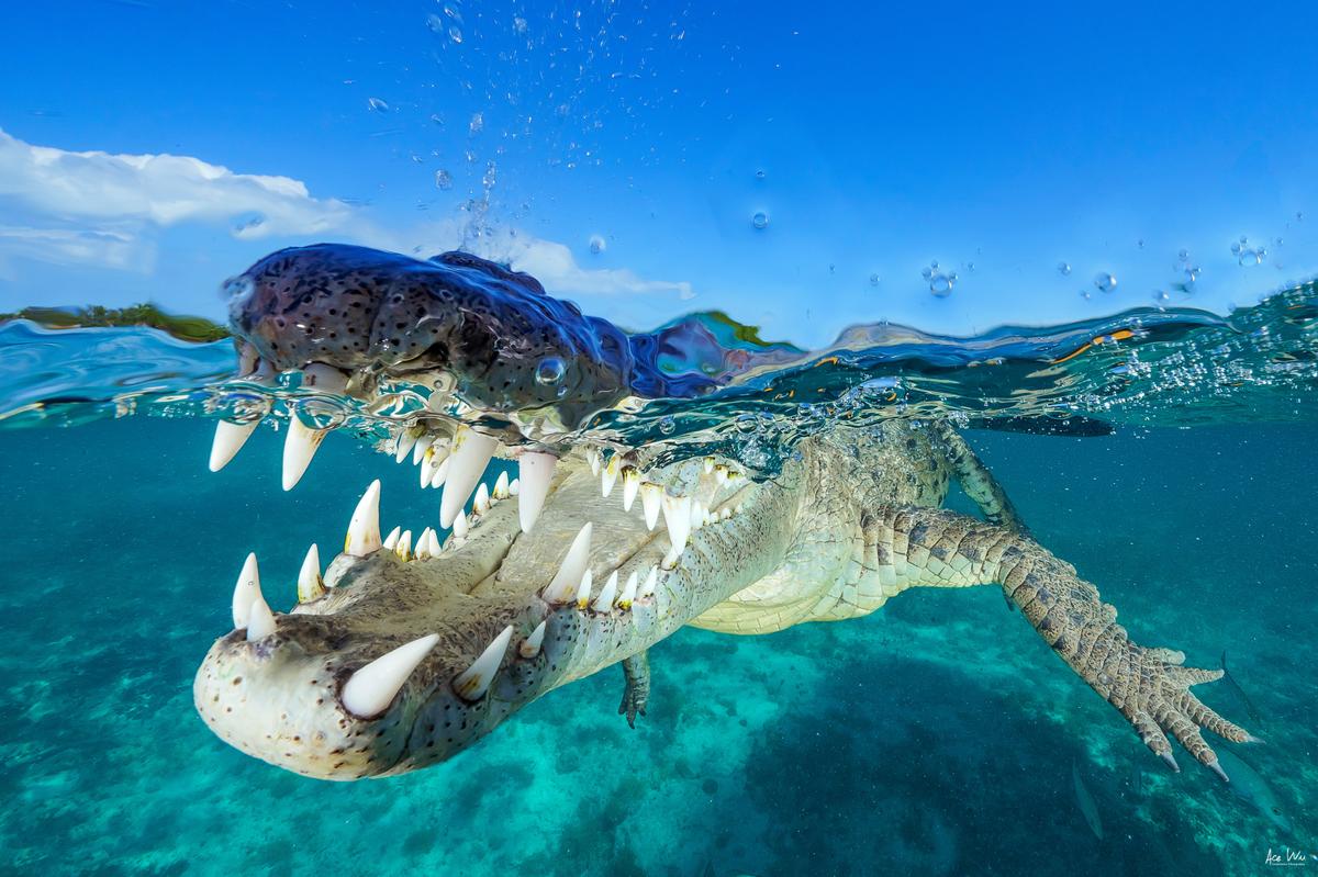 (Courtesy of <a href="https://www.instagram.com/ace_wu_underwater_photography/">Wu Yung-sen</a>)