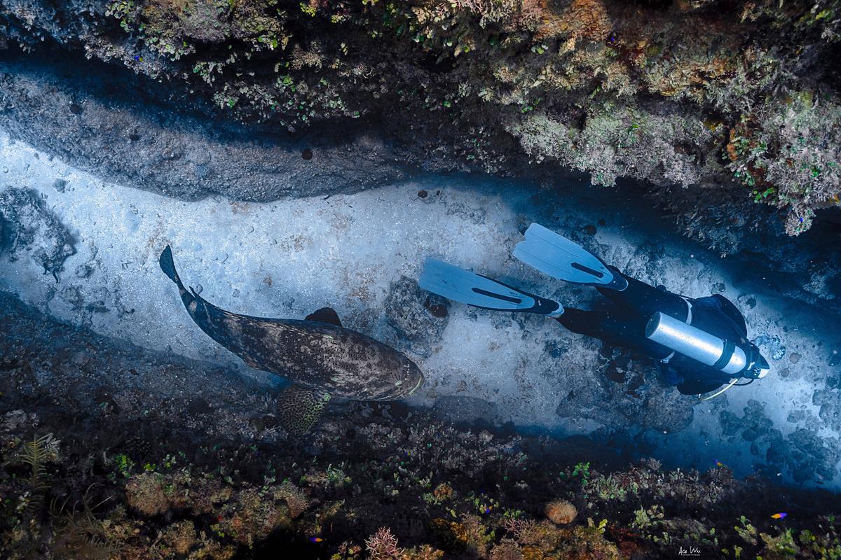 (Courtesy of <a href="https://www.instagram.com/ace_wu_underwater_photography/">Wu Yung-sen</a>)