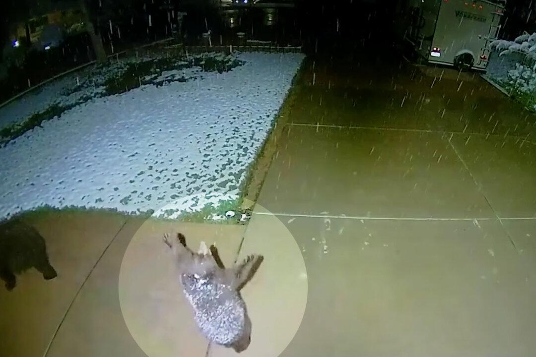 VIDEO: Playful Baby Bear Tries to Catch Snowflakes With Childlike Amazement