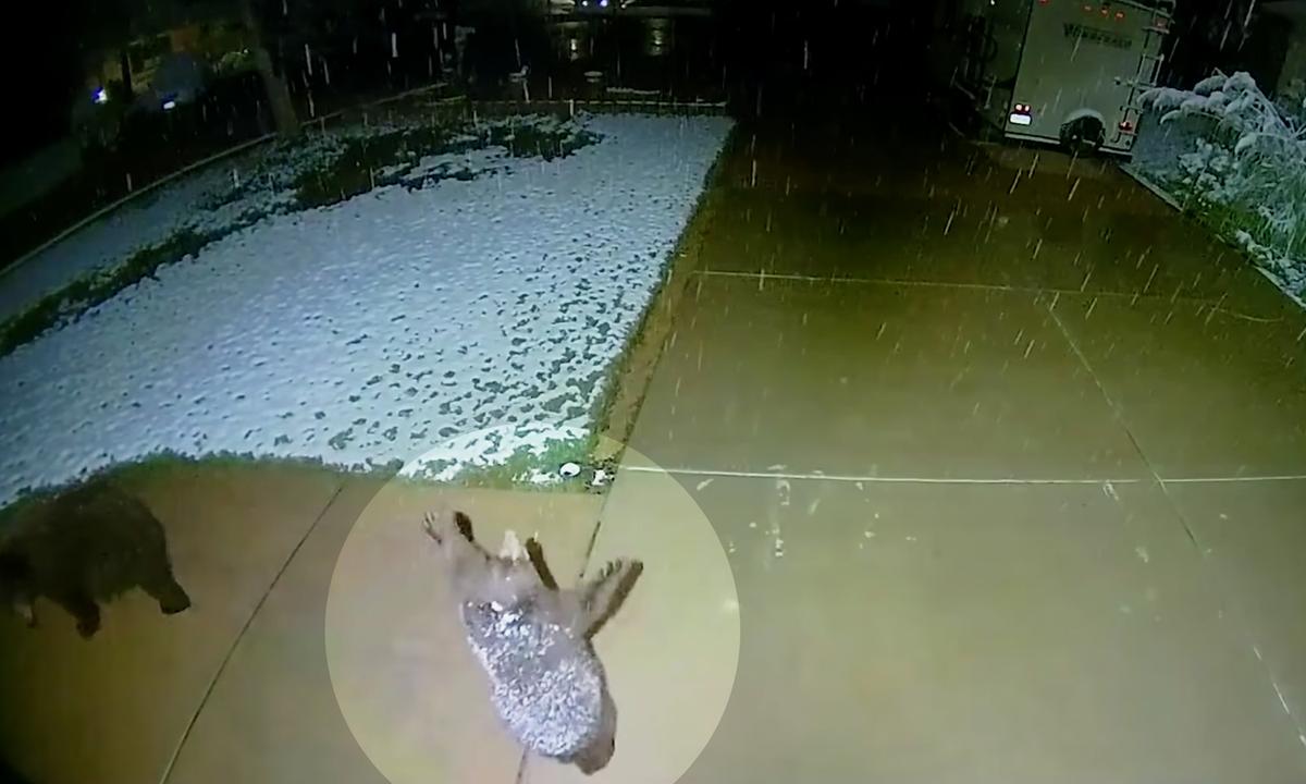 VIDEO: Playful Baby Bear Tries to Catch Snowflakes With Childlike Amazement