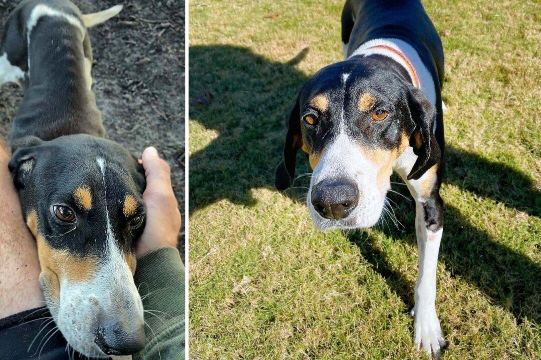Man’s Dog Leads Him to Skinny Abandoned Foxhound Lying in Mud in Dog Park; He Adopts Her Into Family