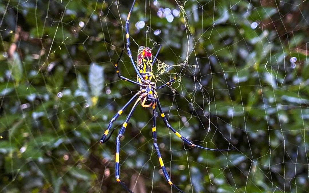 Giant Asian Invasive Spider Likely to Spread Along East Coast: Study