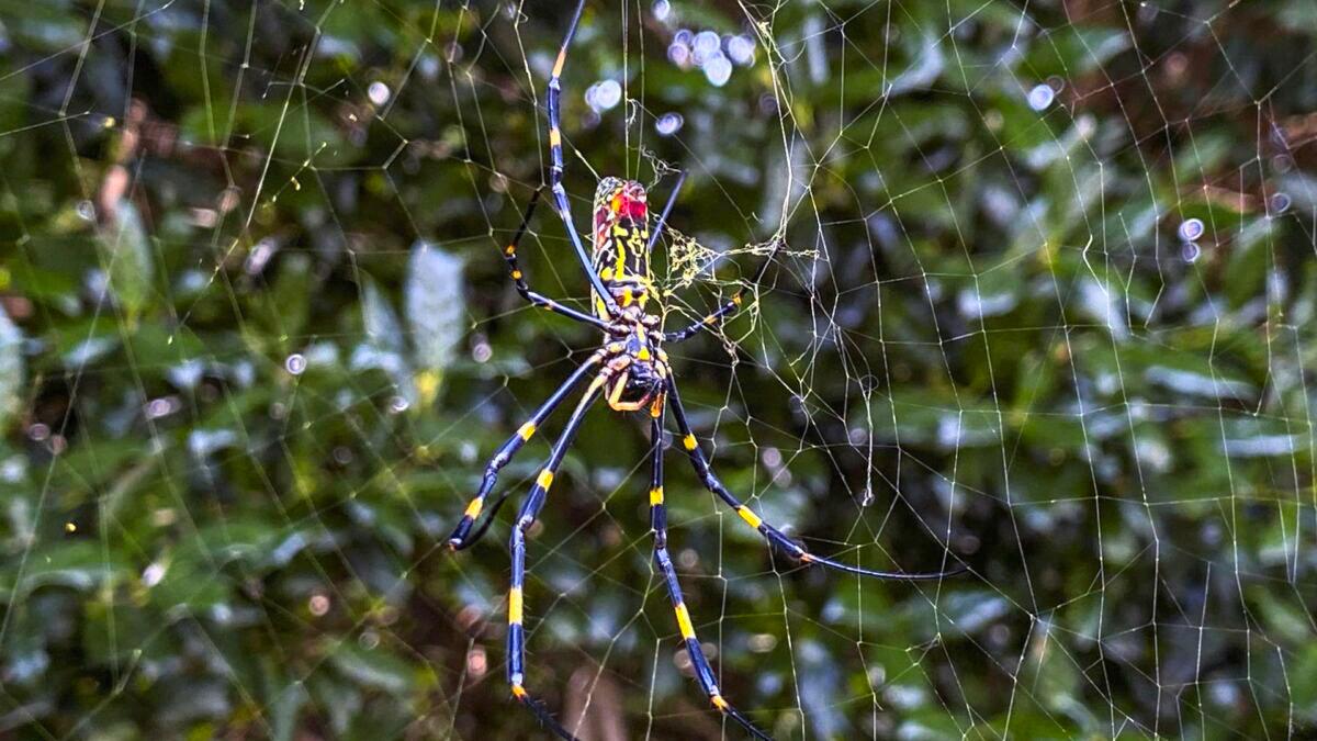 Giant Asian Invasive Spider Likely to Spread Along East Coast: Study