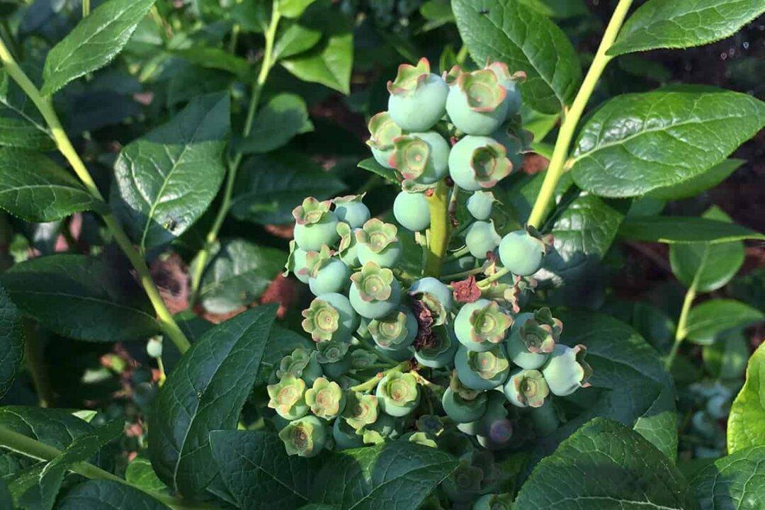 Which Plants Grow Well in Acidic Soil?