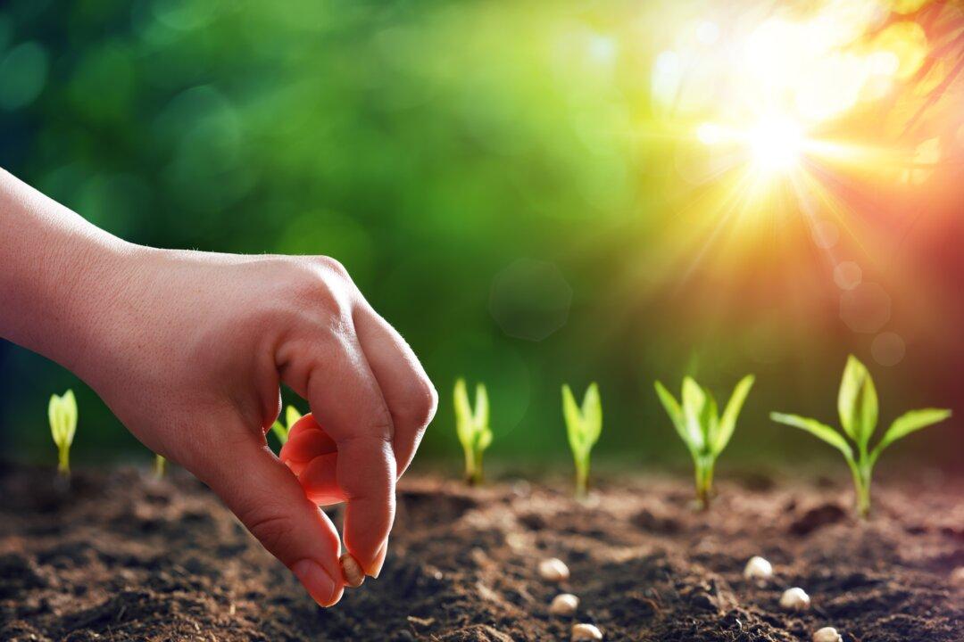 How to Choose the Best Seeds for Your Garden