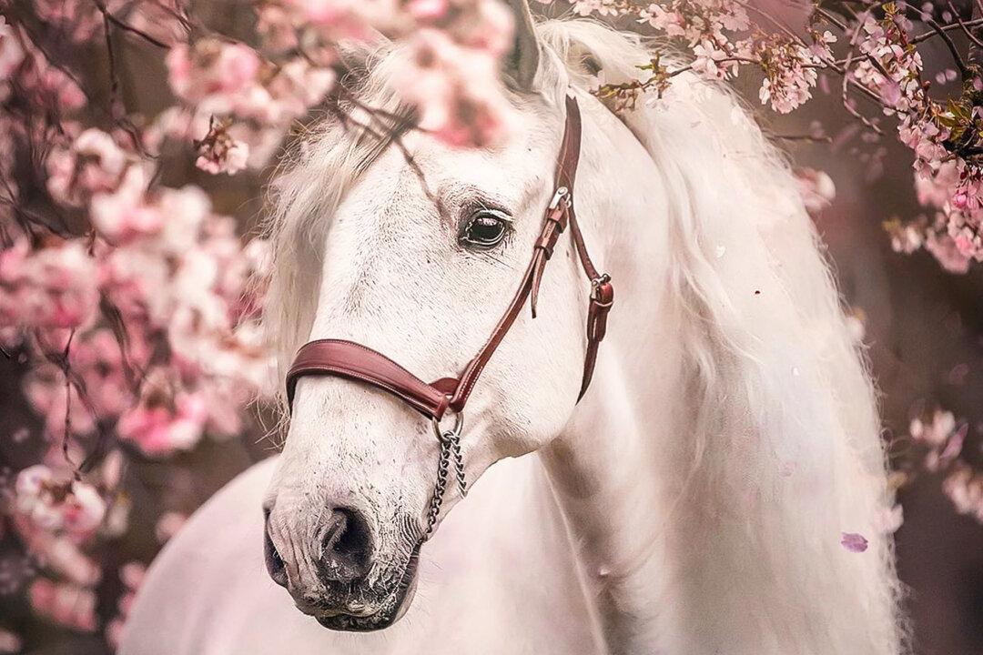 Equine Photographer Casts Majestic Horses and Delicate Cherry Blossoms to Create Scenes Purely Magical