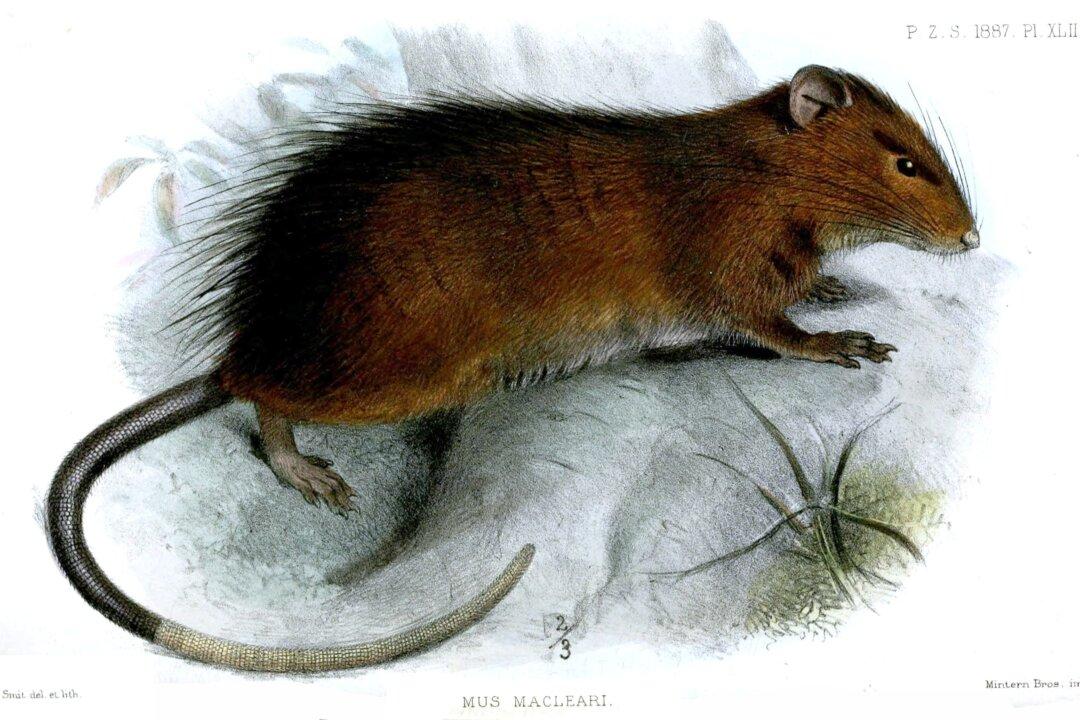 Scientist Exploring De-Extinction Issues With Aussie Rat Species