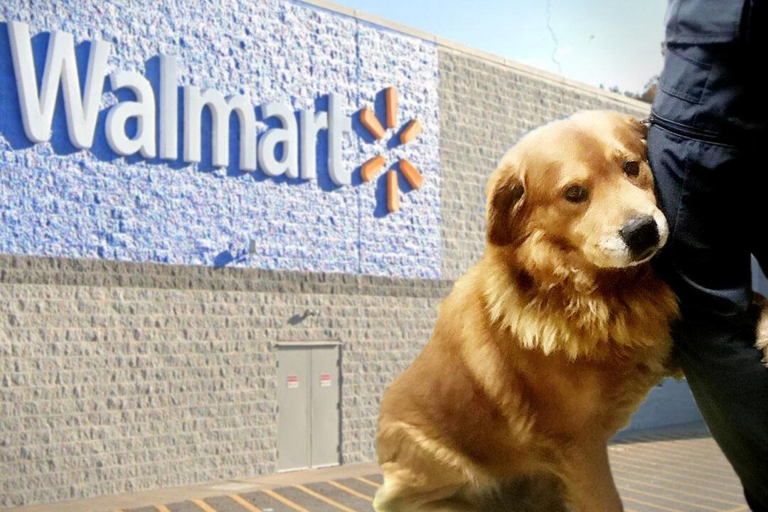 Heartbroken Dog Abandoned in Walmart Parking Lot Can’t Stop Hugging the Humans Who Rescued Him