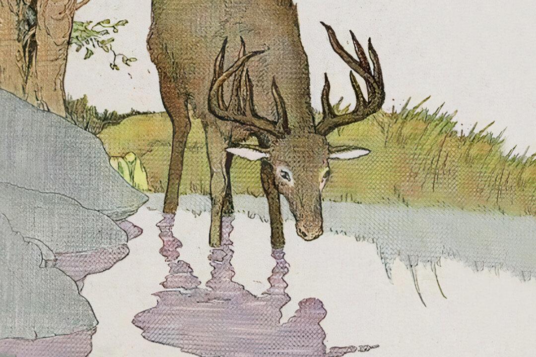 Aesop’s Fables: The Stag and His Reflection