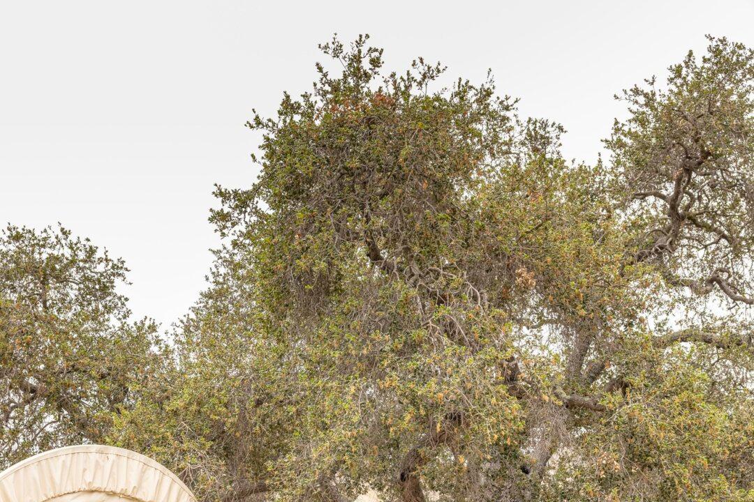 Taking the Kids: Without Busting the Budget as Gas Prices Reach Record Highs