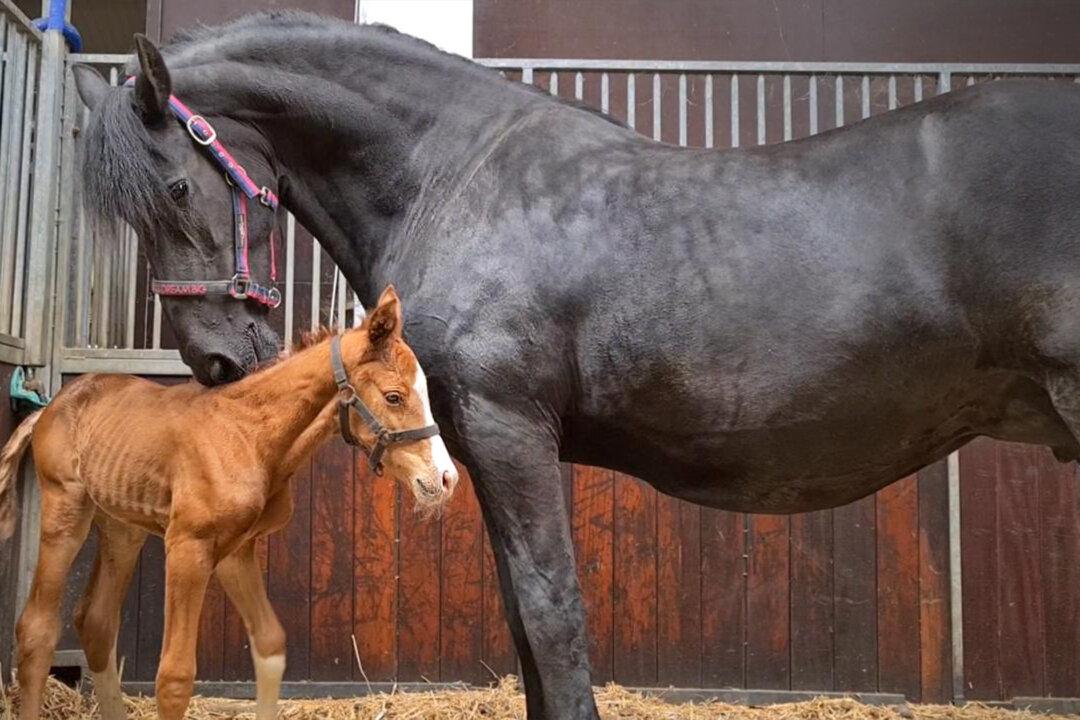 VIDEO: Pregnant Mare, Heartbroken After Stillborn Birth, Paired With Orphan Foal—And Her Reaction Is Priceless