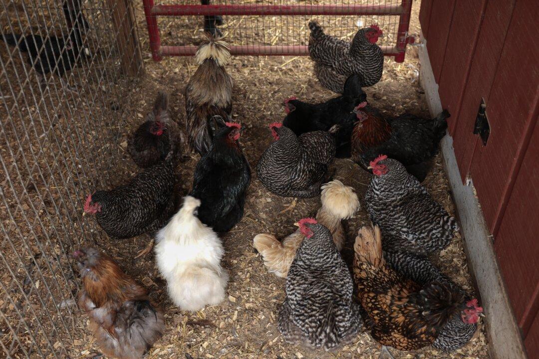 CDC Reveals If US Bird Flu Outbreak Poses Risk to Humans