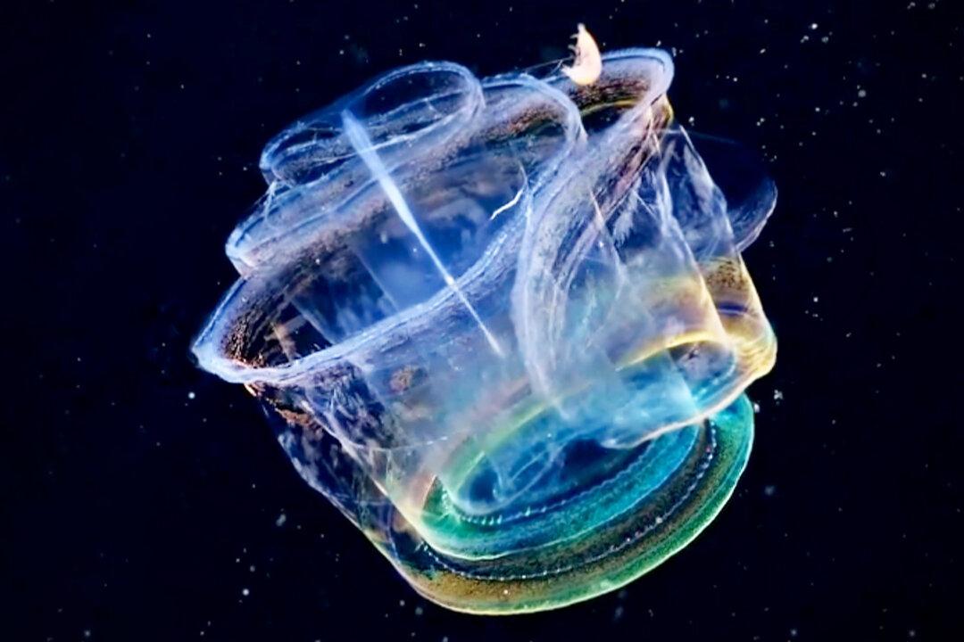 Marine Biologists Capture Footage of Transparent Sea Creature That Can Turn Into Glowing Kaleidoscope of Color