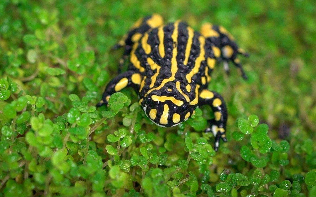 Corroboree Frogs Hop Back Into The Snowy Mountains