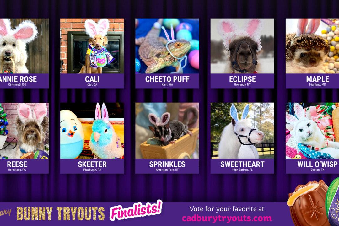 California Dog Enters Race to Win Coveted Bunny Ears