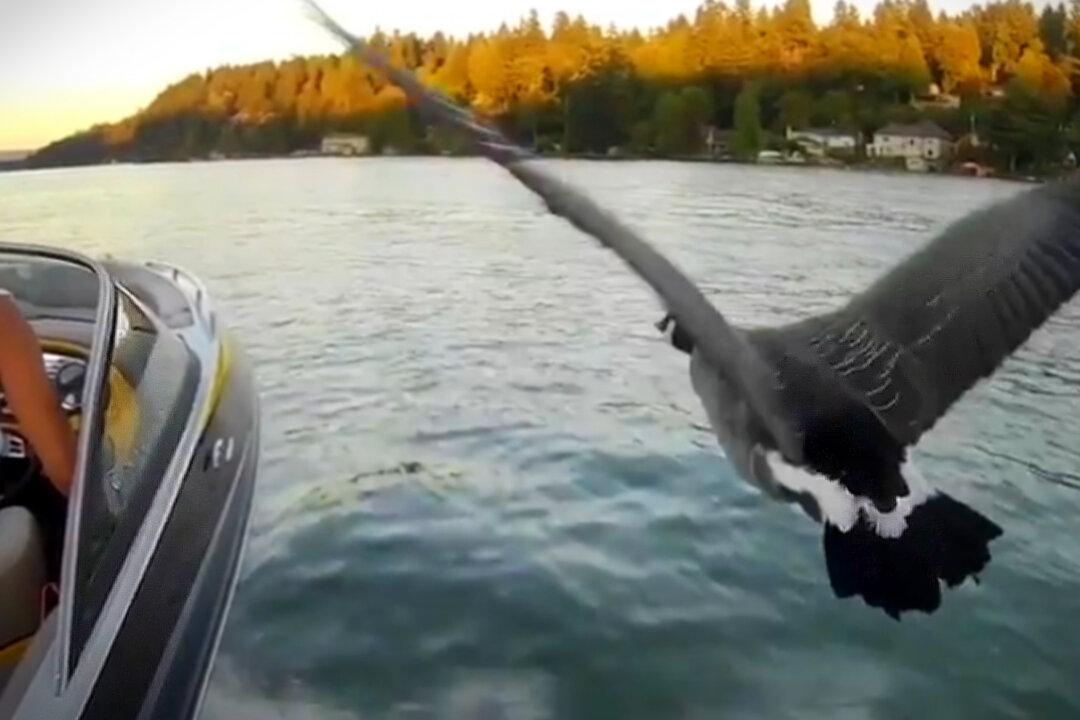 VIDEO: Guy Adopts, Raises Abandoned Baby Goose—Now She Flies With His Motorboat as His ‘Wingman’