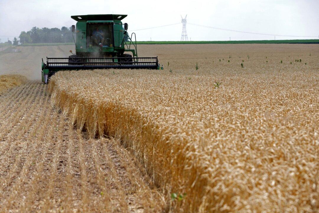 Can Food Crises Trigger Collapse?