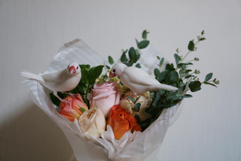 Rose and Bud: A Tale of Two Finches