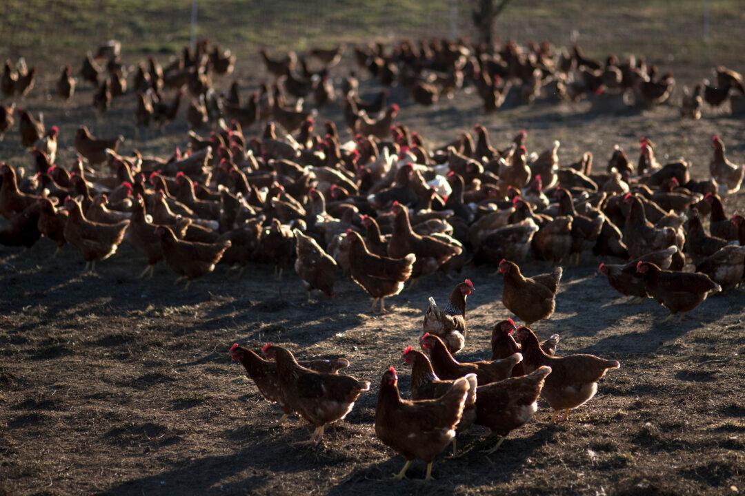 Nebraska Reports Highly Lethal Bird Flu in Commercial Chicken Flock