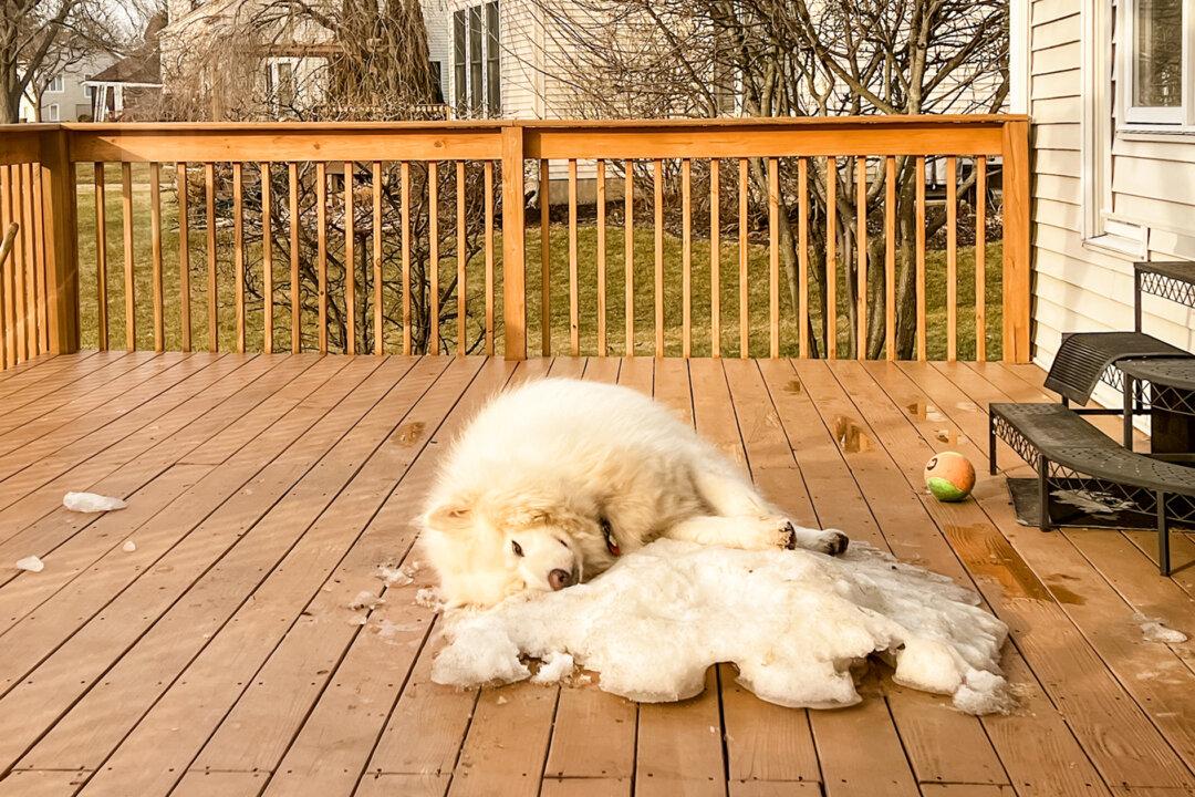 VIDEO: Alaskan Dog Mourns the End of Winter by Refusing to Leave the Last Patch of Snow