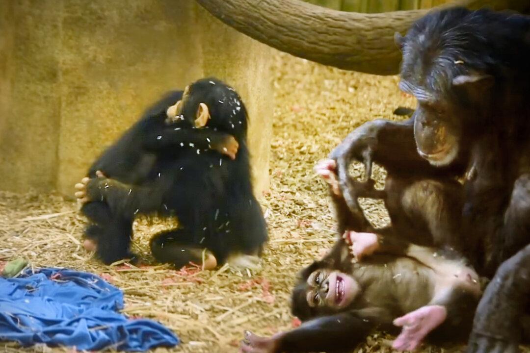 Baby Chimp at Oklahoma Zoo, Separated From Unfit Mom, Can’t Stop Hugging New Troop at Maryland Zoo