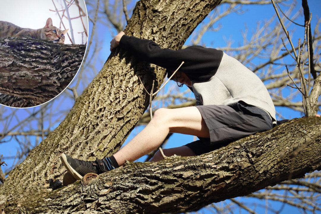 Teen Sees Cat ‘Trapped’ in 35-Foot Tree, Climbs Up to ‘Save’ It—Ends Up Needing to Be Rescued Himself