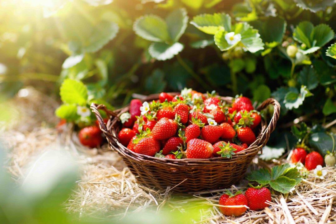 How to Grow Strawberries in Your Garden