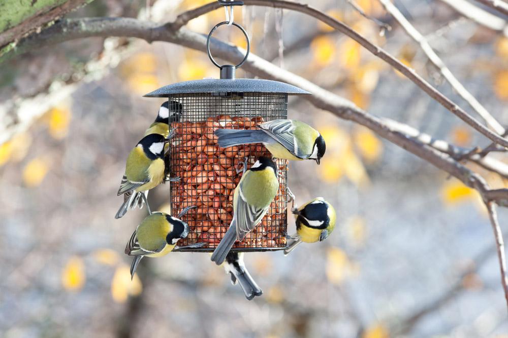 Garden Birds Are Struggling: Four Ways to Help