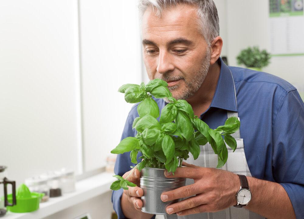 Basil: Herb of Scorpions, Doctors, and Kings