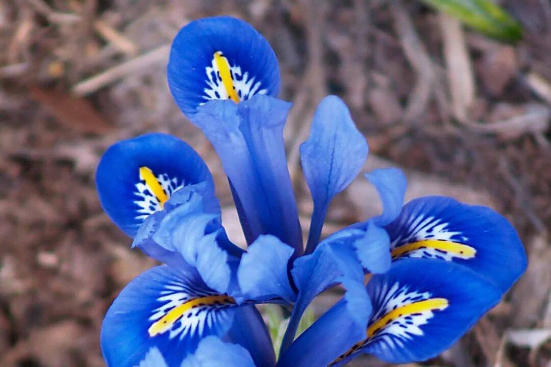 How to Grow Spring Flowers in Containers