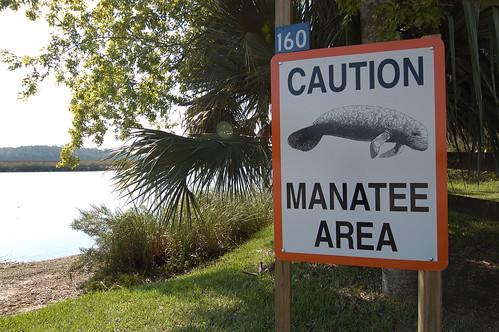 Feeding Program for Manatees Is Winding Down