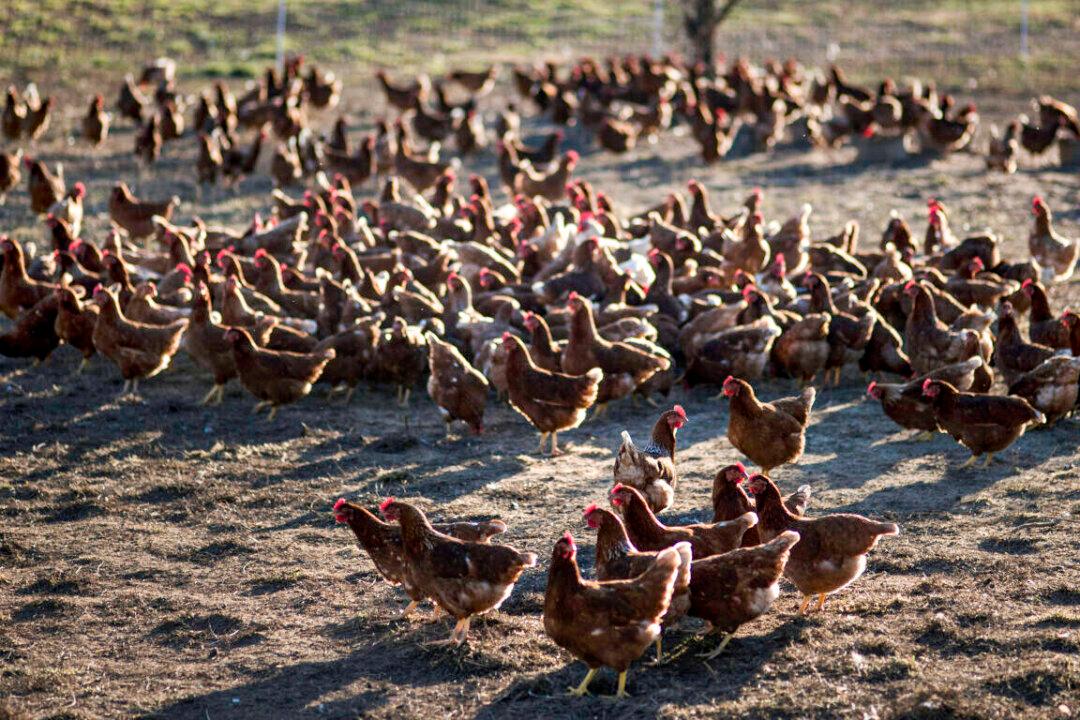 570,000 Nebraska Chickens to Be Killed in ‘Humane Manner’ After Contracting Bird Flu: Officials