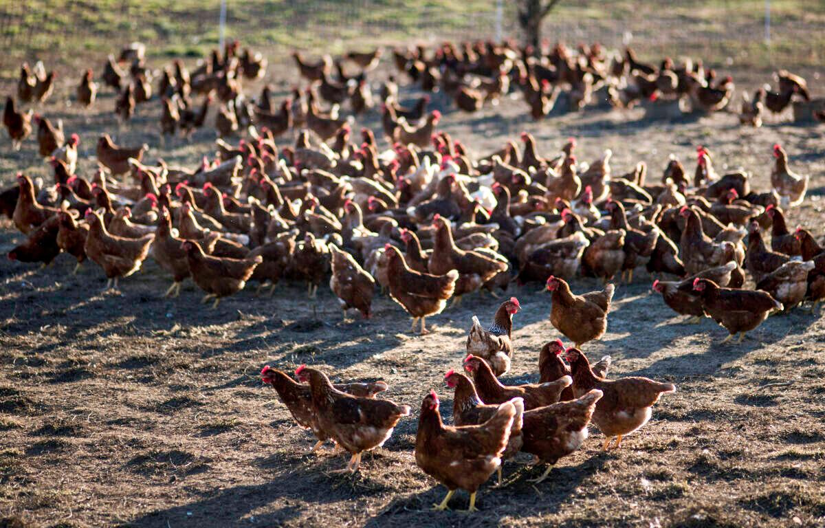 570,000 Nebraska Chickens to Be Killed in ‘Humane Manner’ After Contracting Bird Flu: Officials