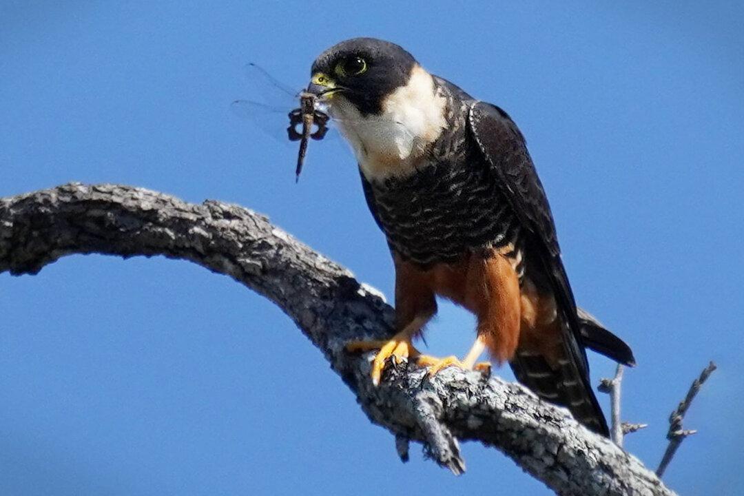 Texas Birder Snaps Stunning Bat Falcon Eating Dragonfly in First US Sighting in History—And Photos Go Viral