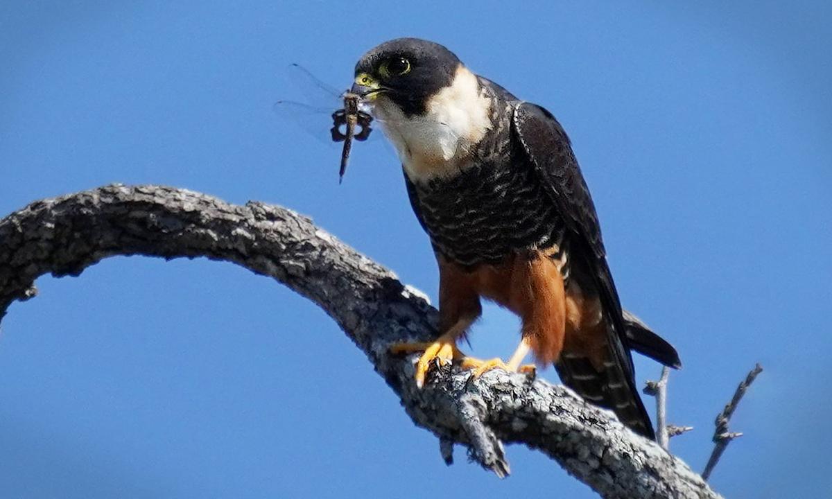 Texas Birder Snaps Stunning Bat Falcon Eating Dragonfly in First US Sighting in History—And Photos Go Viral
