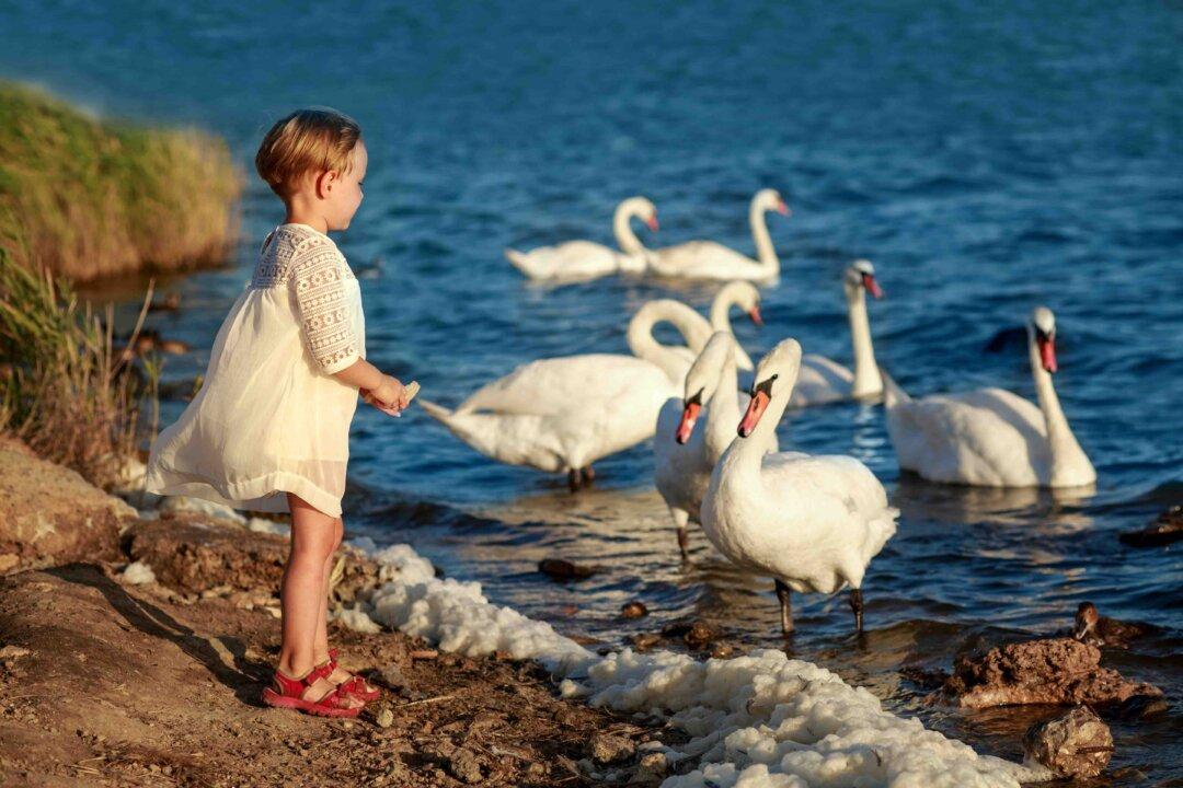 A Decline in Reading Skills Makes Geese for the Plucking