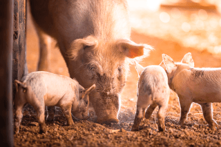 Japanese Encephalitis Detected at Three South Australian Piggeries