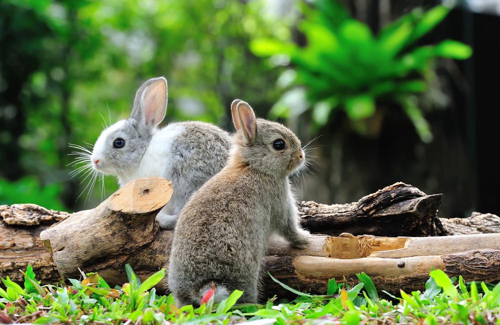 With Emigration, More Pet Rabbits Abandoned in Hong Kong; Some Tips for Adopting and Caring for the Furry Friends