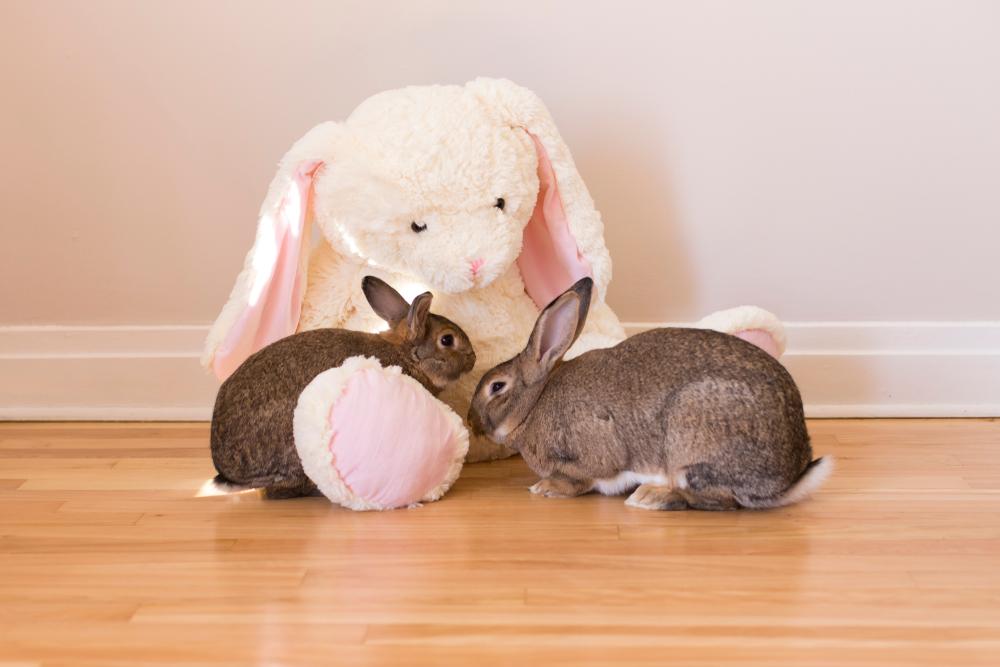 Rabbits Are Social Animals, so Adopt More Than One