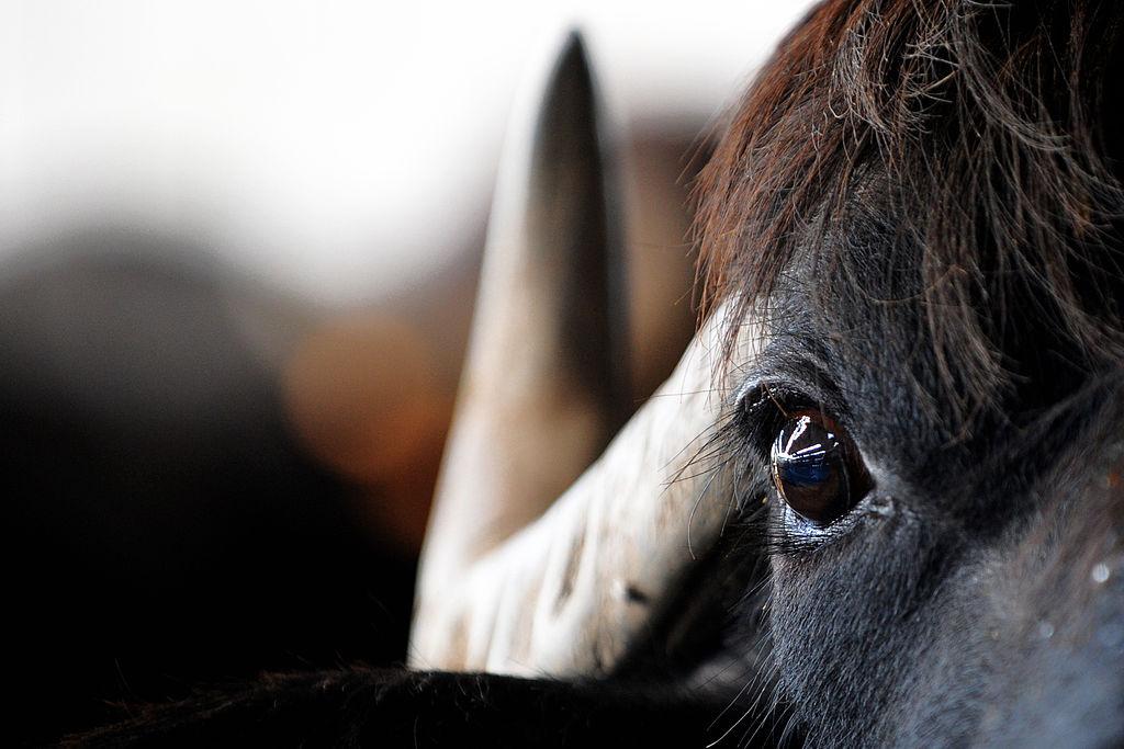Woman Allegedly Attacked by Water Buffalo in Malibu Settles Negligence Suit